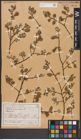 Foto von Salix aurita L.